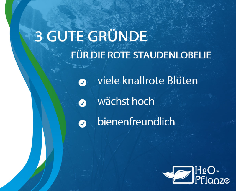 Gründe H2O-Pflanze